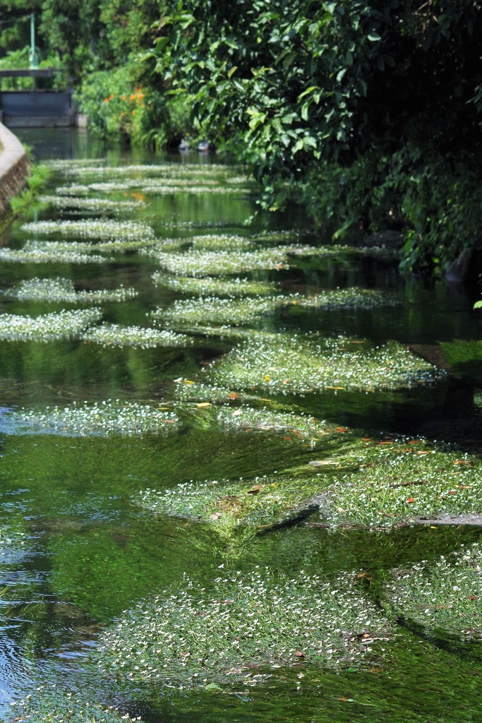 牛渡川の梅花藻1