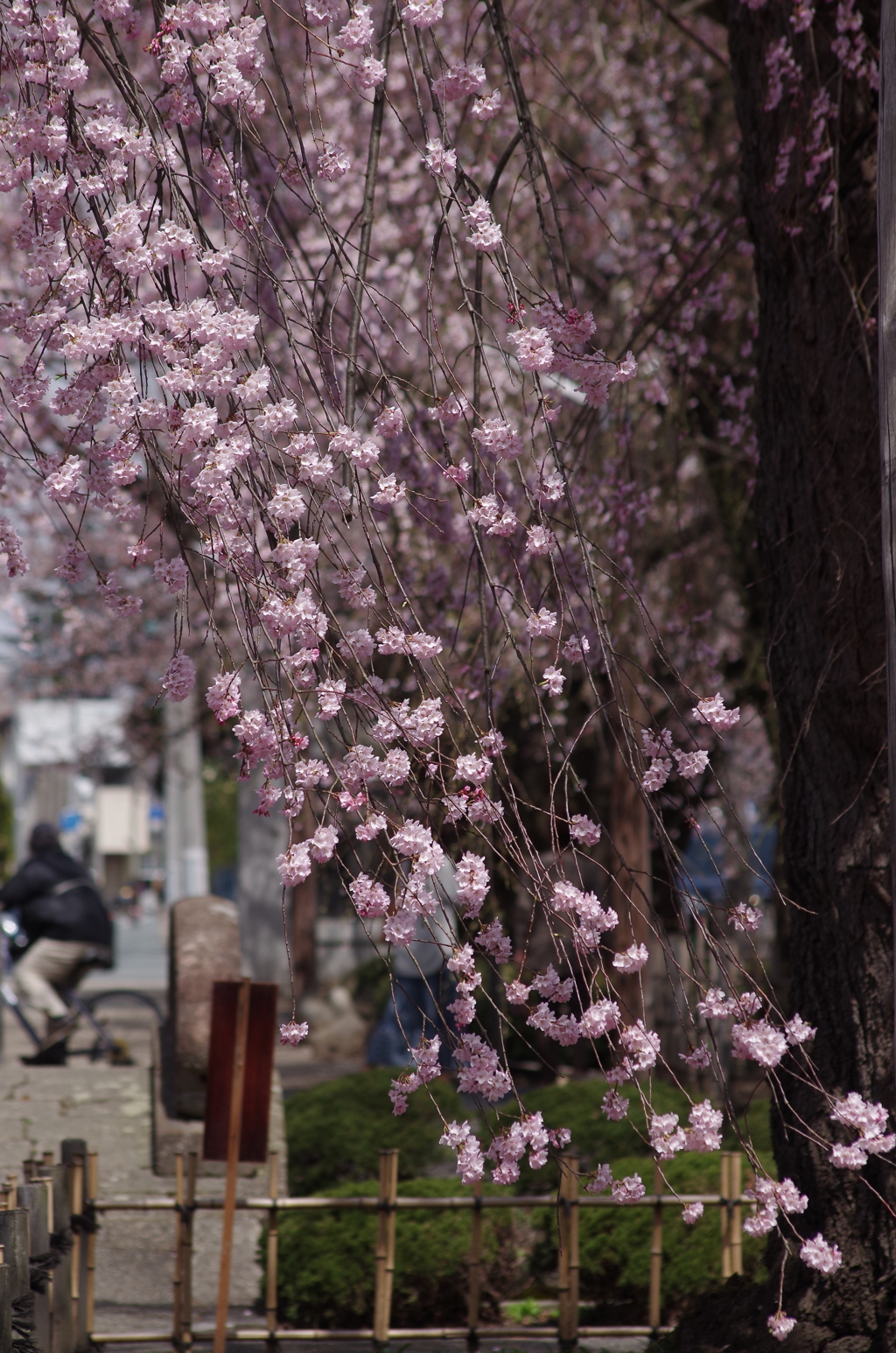 光禅寺の枝垂れ桜-2