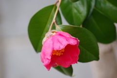 花散歩-控えめな椿