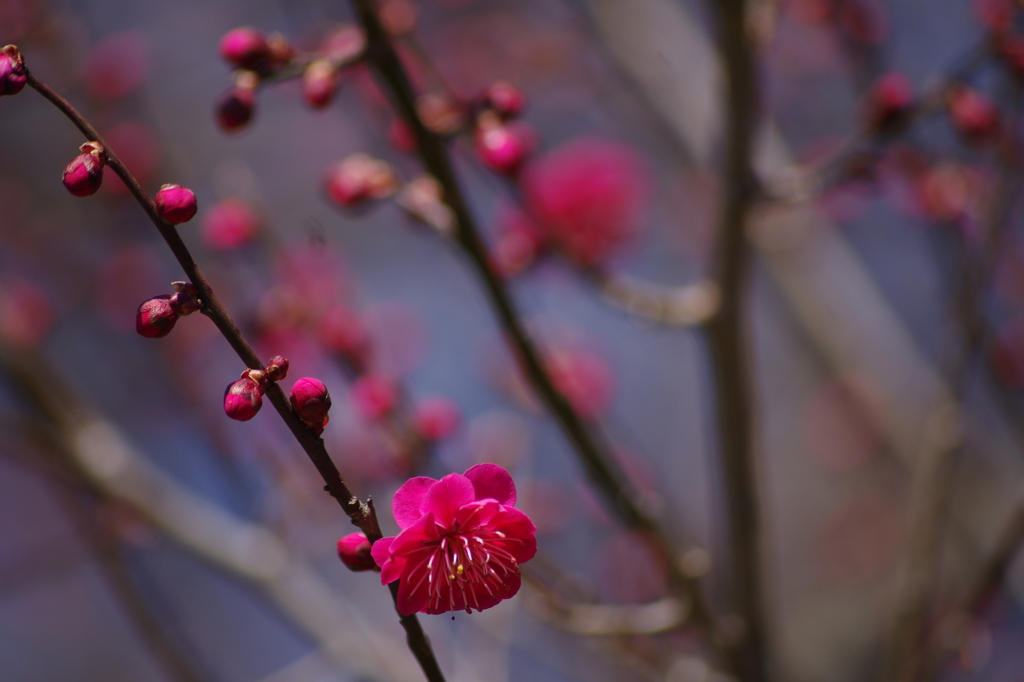 霞城の梅-紅梅1