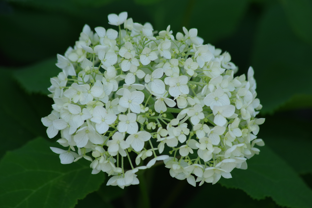花散歩-丸い紫陽花