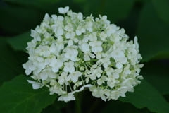 花散歩-丸い紫陽花