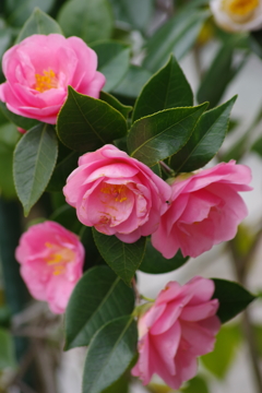 雪にも負けず沢山咲いた