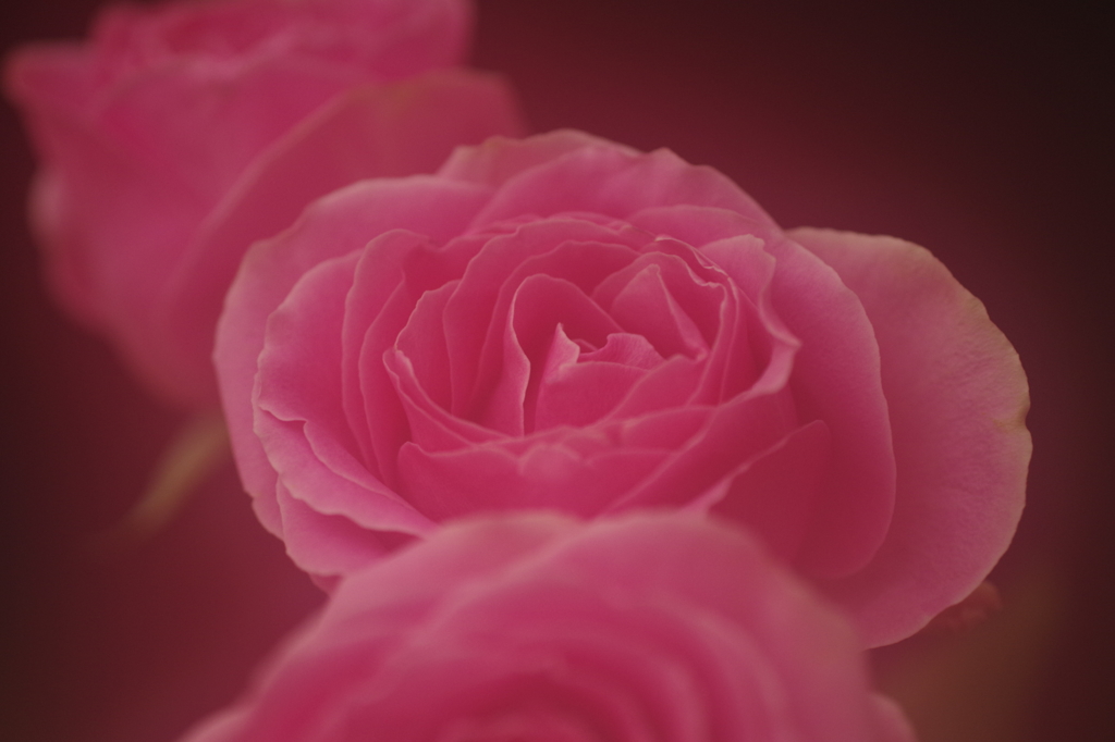 三本の薔薇-2
