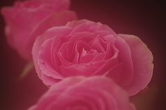 三本の薔薇-2