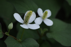 2018.6.14の花散歩‐ドクダミ