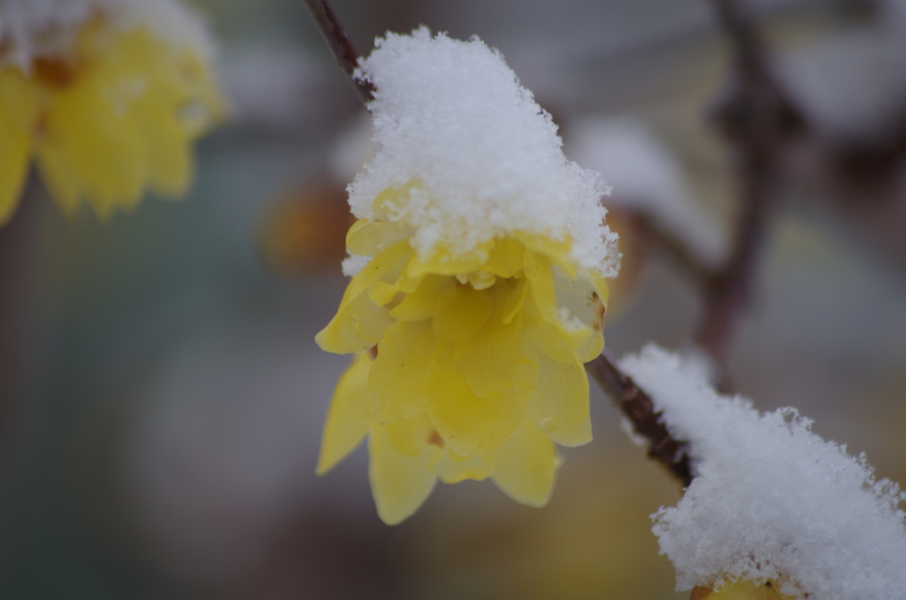 蝋梅に雪‐春はまだまだ遠い-5