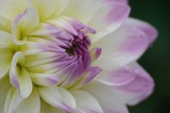 秋田のダリア‐エンジェルハート