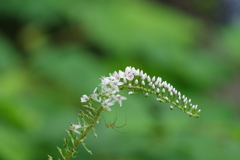 野草園‐オカトラノオ