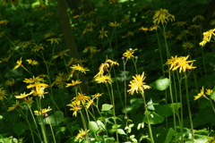 野草園の花達-マルバダケブキ