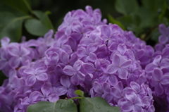花散歩‐ライラック