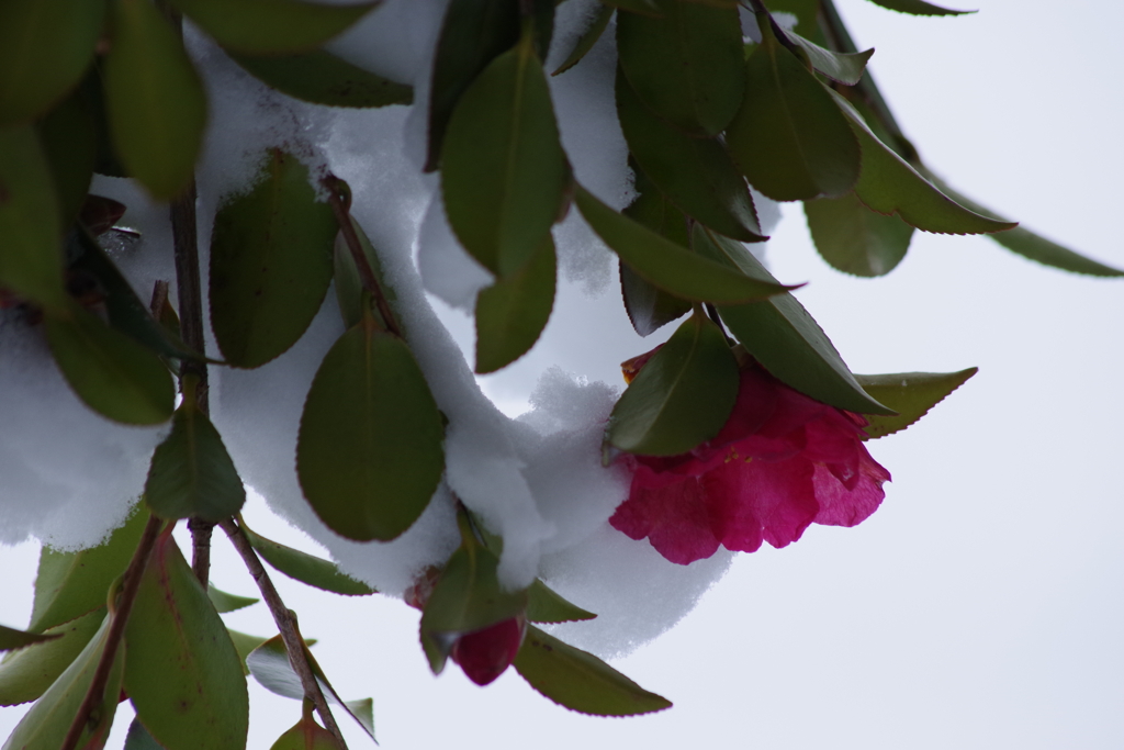 雪中山茶花-下向きに咲く