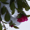 雪中山茶花-下向きに咲く