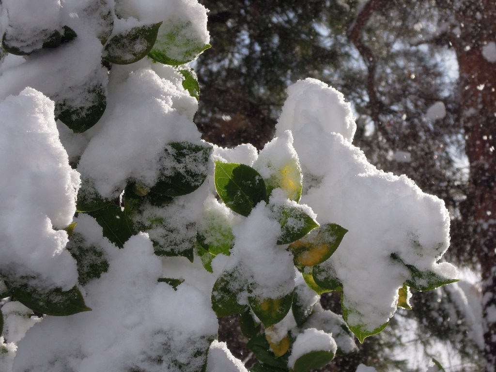 雪と椿