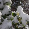 雪と椿