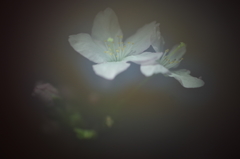 春を先駆けて-啓翁桜9