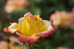 六月の薔薇‐フィリップノワレ