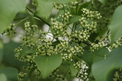 花散歩‐マユミ