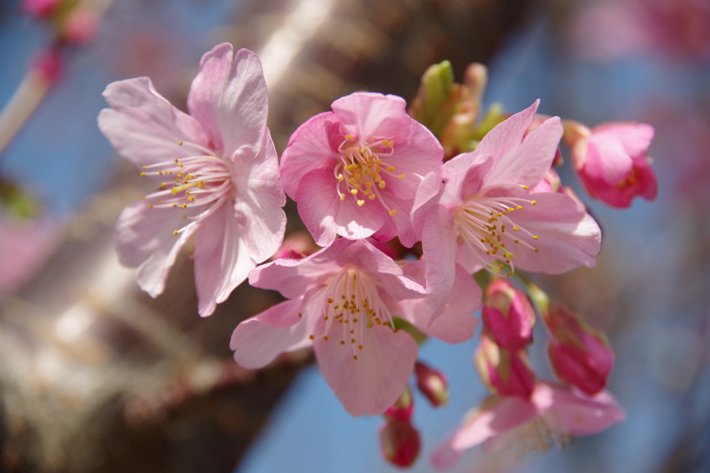 色濃い桜-7