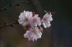 十月桜とホソヒラタアブ