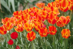 春真っ盛りの花散歩‐チューリップ