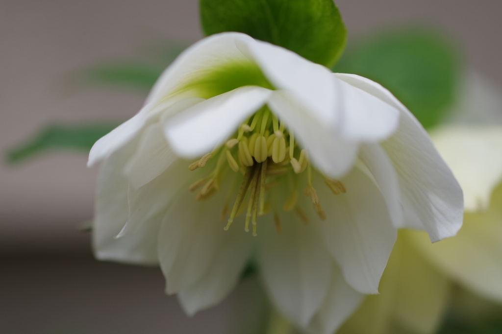 家の周りで-クリスマスローズ3