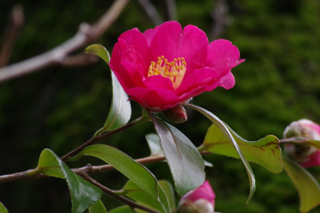 山茶花-1