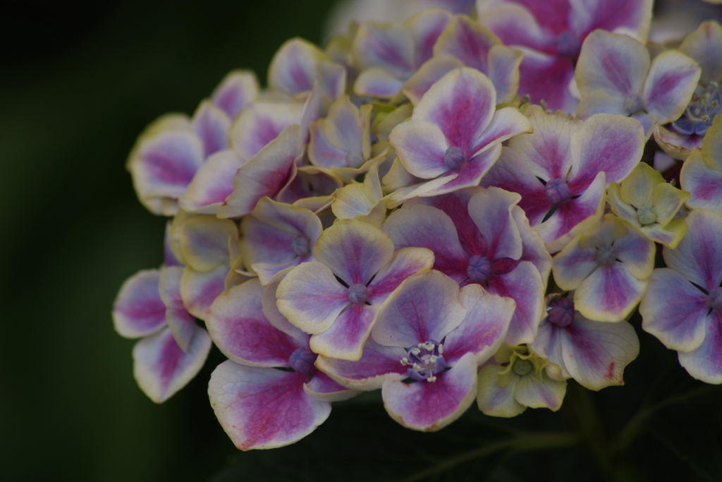 花散歩‐紫陽花1