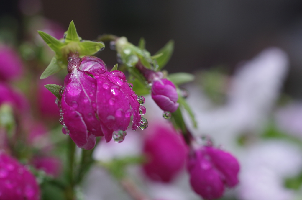 雨の日の日本桜草-1