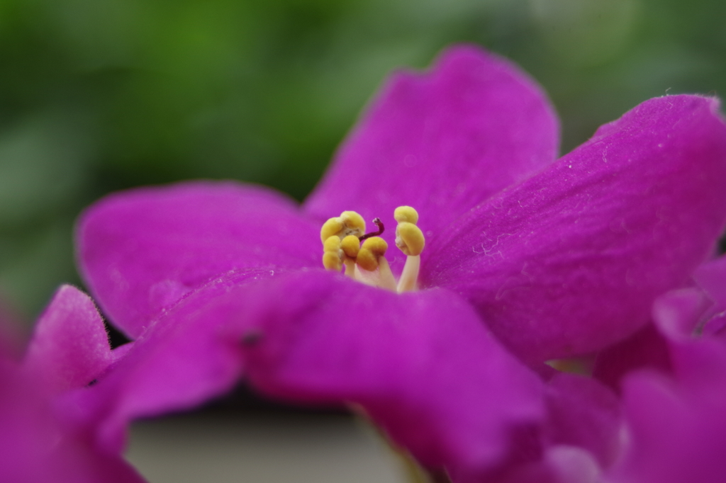 セントポーリア-2