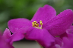 セントポーリア-2