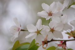 霞城公園の桜-3