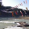 最上川を泳ぐ鯉のぼり
