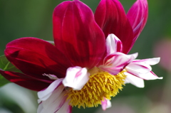 メアリーエベリン