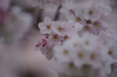 霞城公園の桜花-1