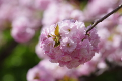 子安観音堂の手毬桜-2