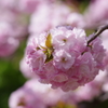 子安観音堂の手毬桜-2