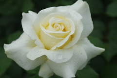 キャロリーヌ ドゥ モナコ