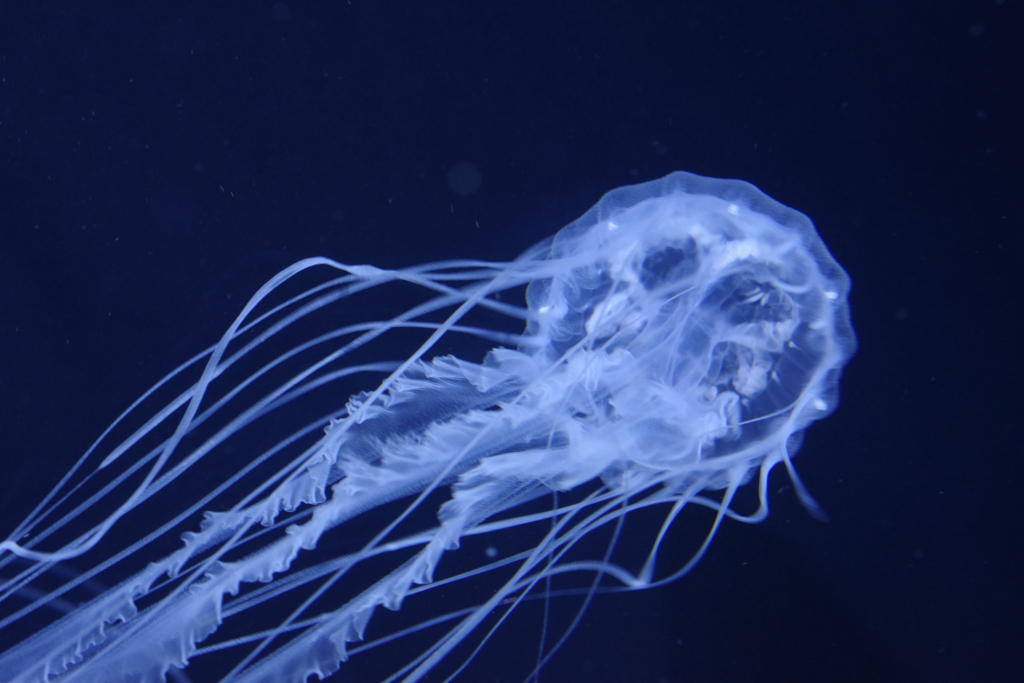 クラゲ水族館-アトランティクシーネットル