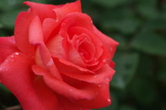 六月の薔薇-ニューアベマリア