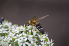 ニラの花に集う‐キンケハラナガツチバチ