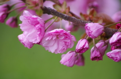 八重の桜-6