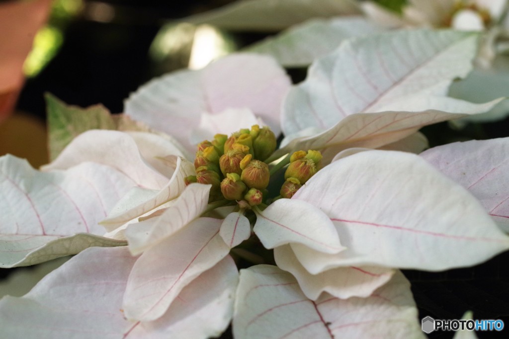 クリスマスの花-4