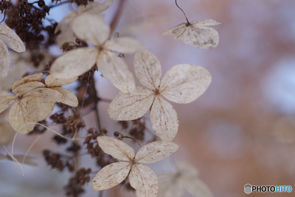 寒空に糊空木-2