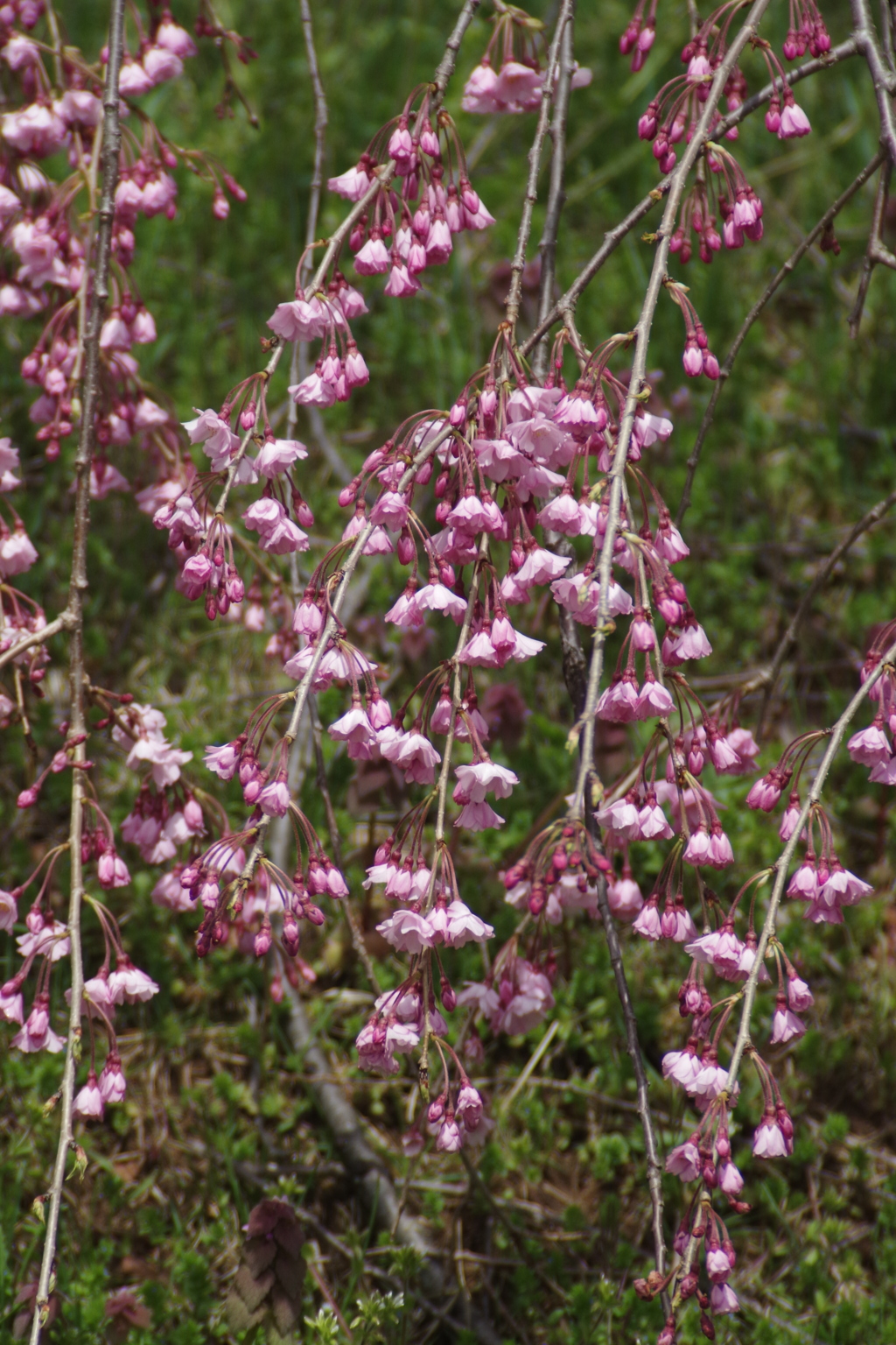 上山城の桜-3