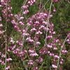 上山城の桜-3