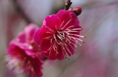 蕊に陽ざし-2