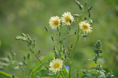 田圃の脇の小花達-黄