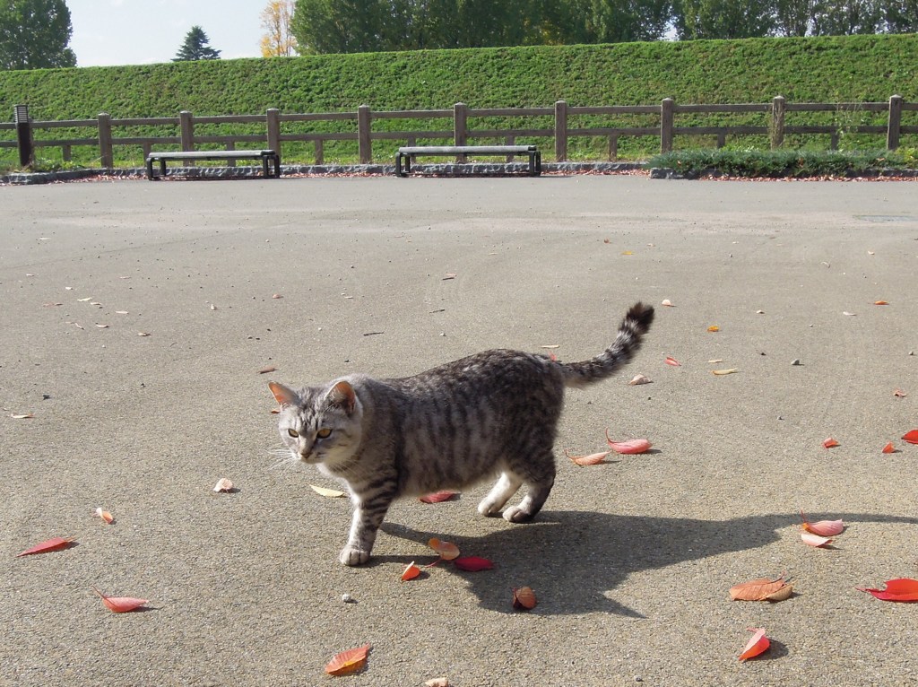 お城の公園の猫