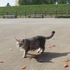 お城の公園の猫